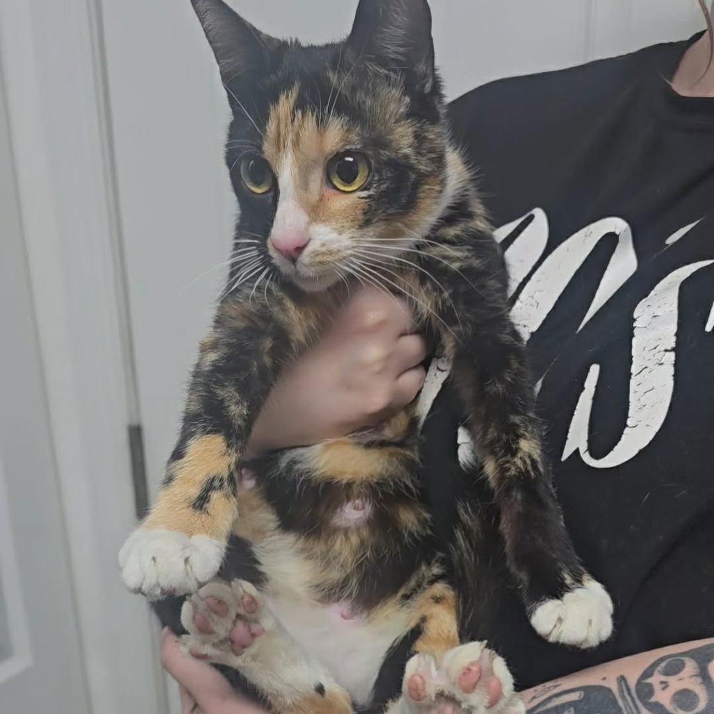 Kiwi, a Adoptable Domestic Short Hair in Jarrettsville, MD image 1/6