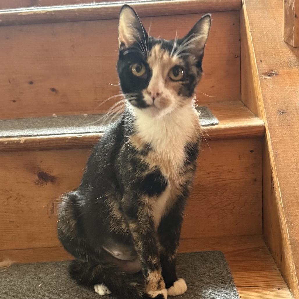 Kiwi, a Adoptable Domestic Short Hair in Jarrettsville, MD image 2/6