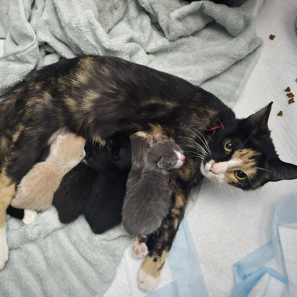 Kiwi, a Adoptable Domestic Short Hair in Jarrettsville, MD image 3/6