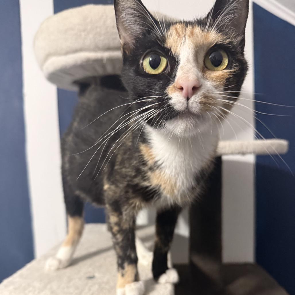 Kiwi, a Adoptable Domestic Short Hair in Jarrettsville, MD image 4/6
