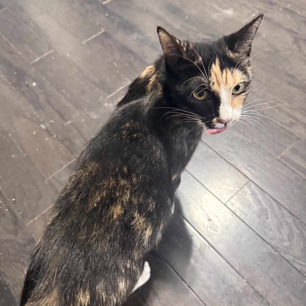 Kiwi, a Adoptable Domestic Short Hair in Jarrettsville, MD image 5/6