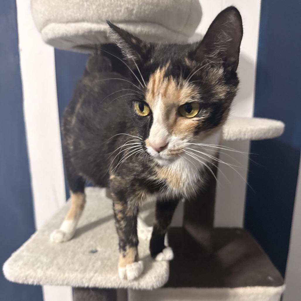 Kiwi, a Adoptable Domestic Short Hair in Jarrettsville, MD image 6/6