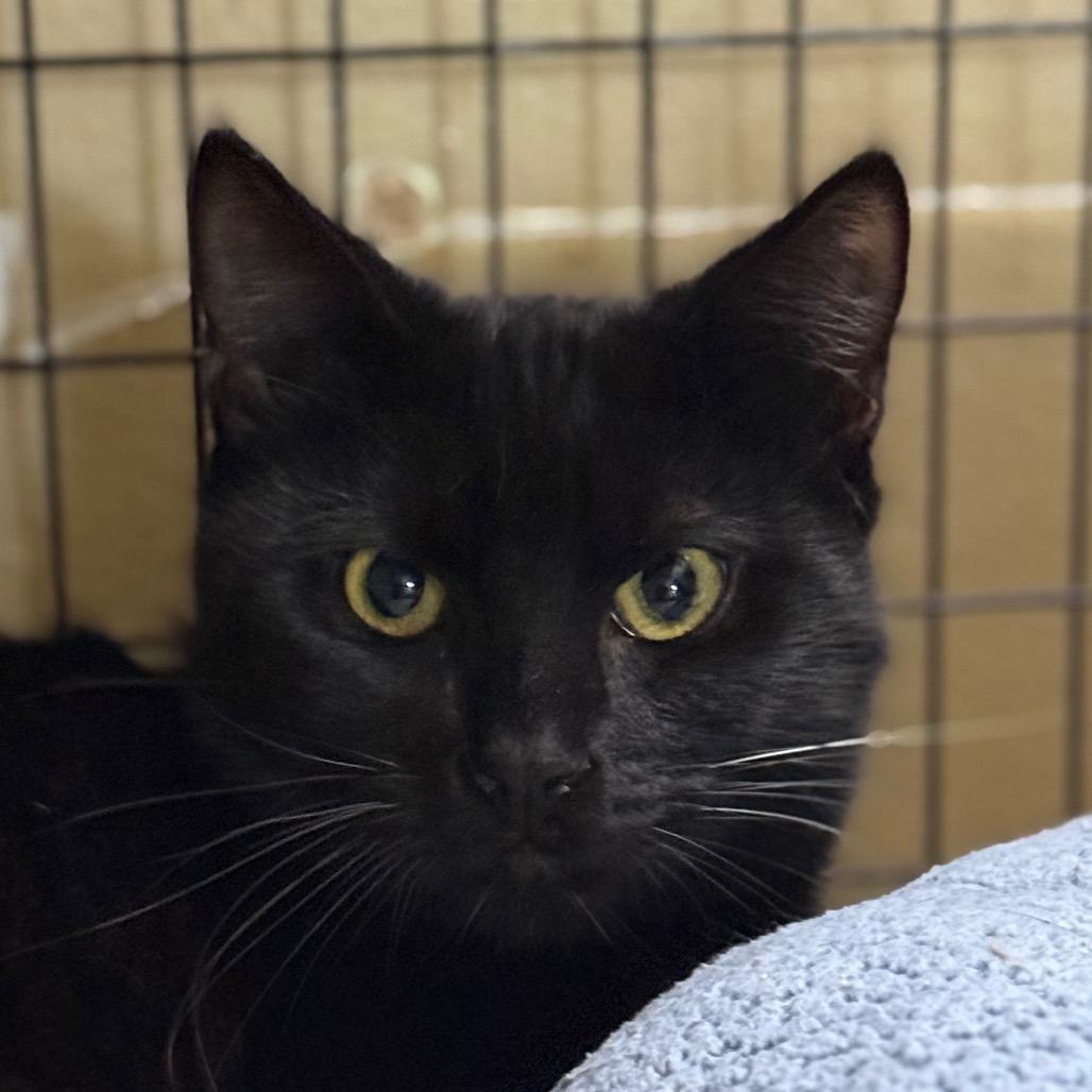 Enlarge Gibbons, a Adoptable Domestic Short Hair in Redwood Valley, CA image 1/1