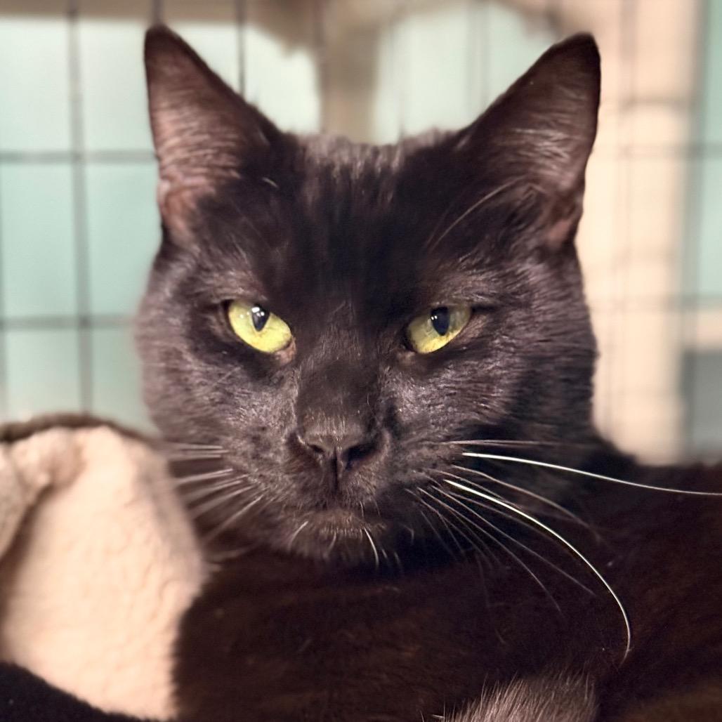 Enlarge Gibbons, a Adoptable Domestic Short Hair in Redwood Valley, CA image 2/2