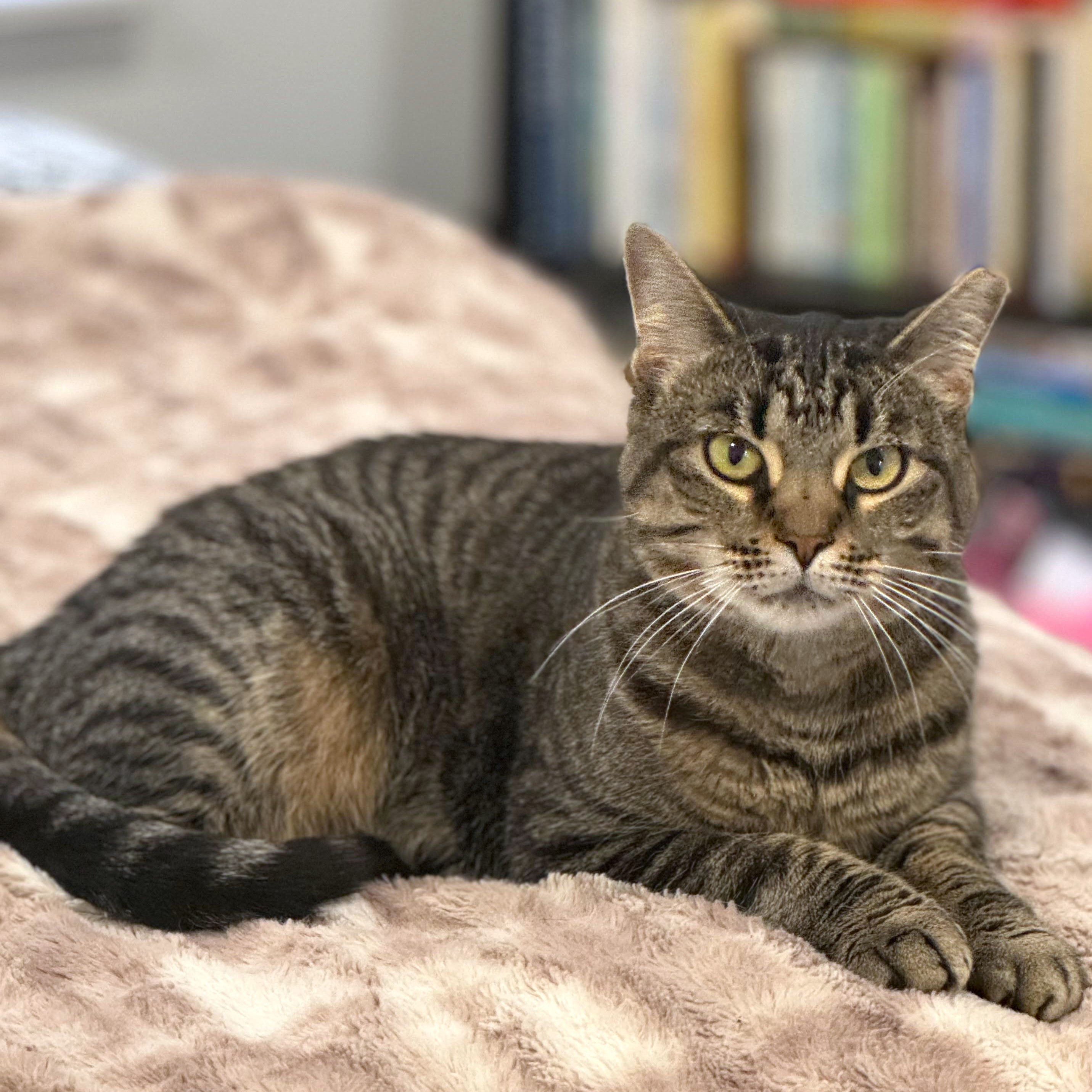 Katya, a Adoptable Tabby in Philadelphia, PA image 3/6