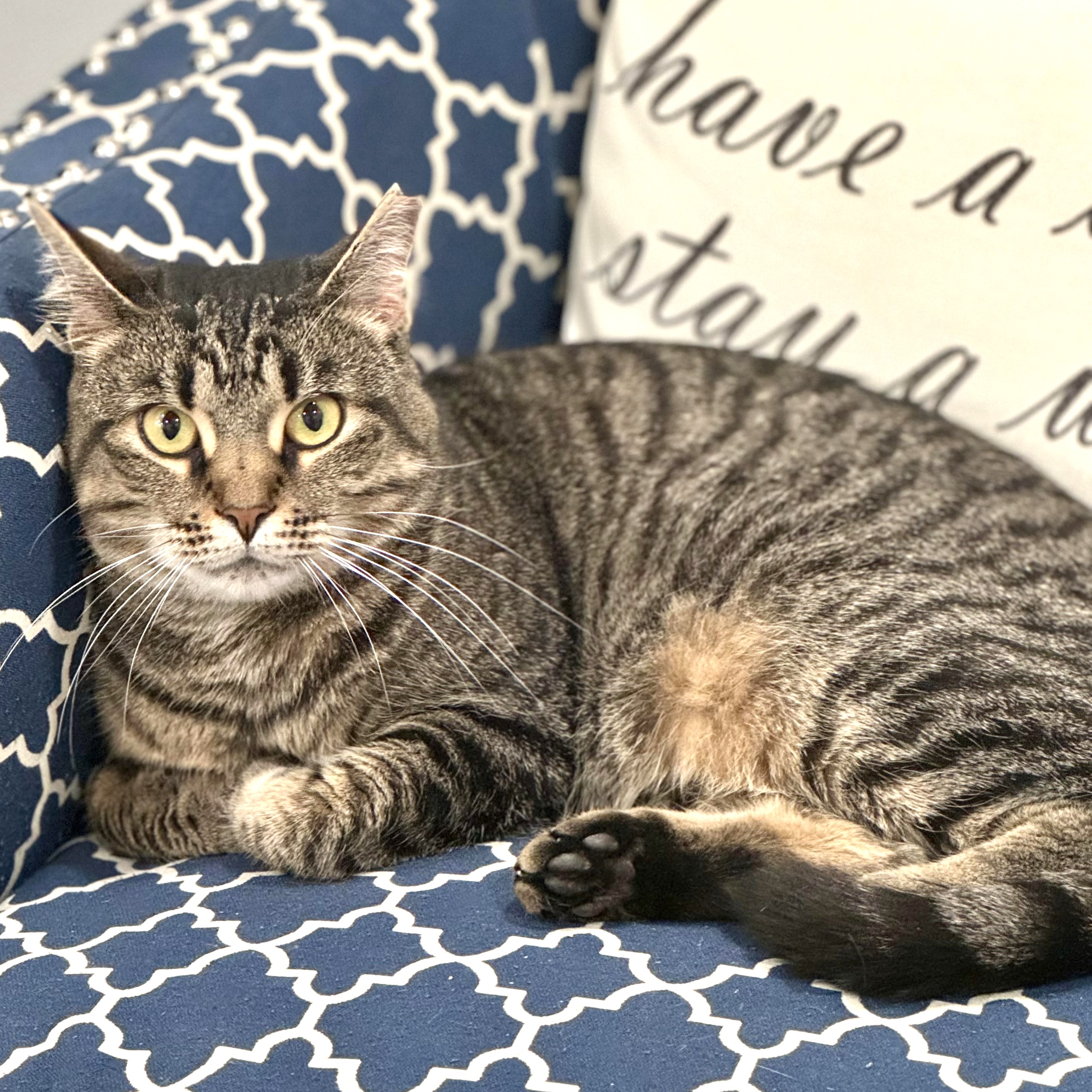 Katya, a Adoptable Tabby in Philadelphia, PA image 5/6