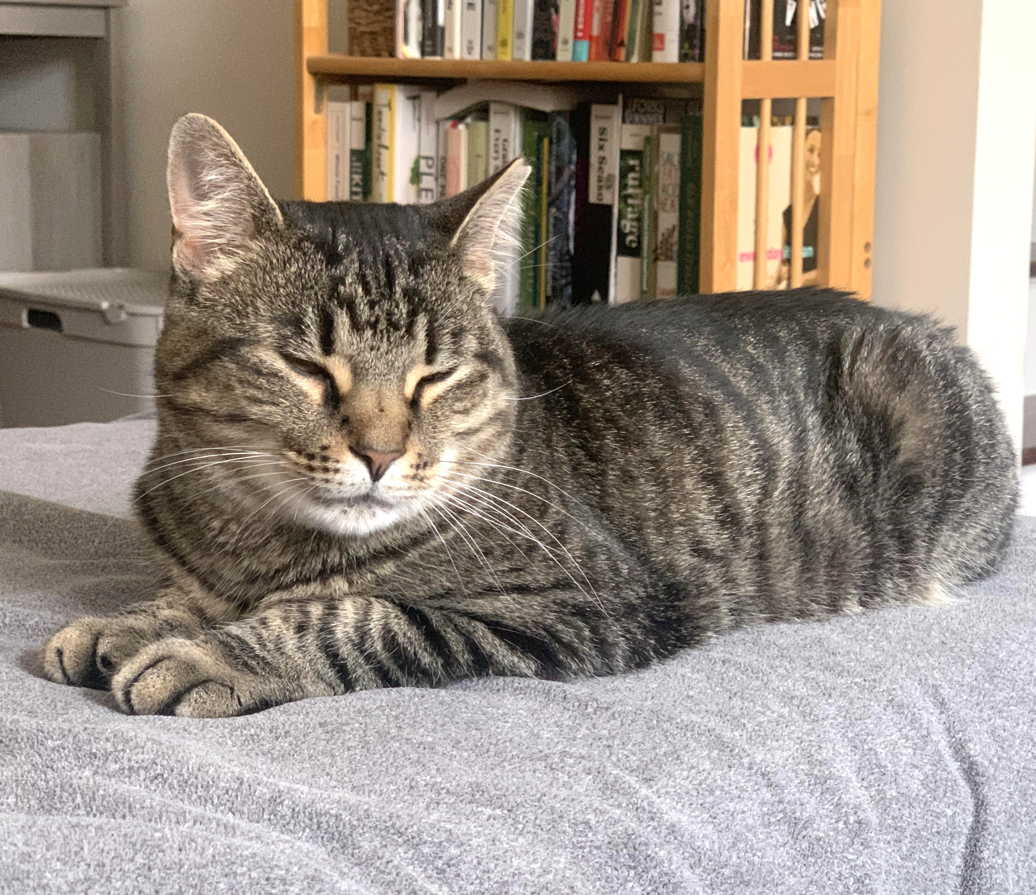 Katya, a Adoptable Tabby in Philadelphia, PA image 1/6