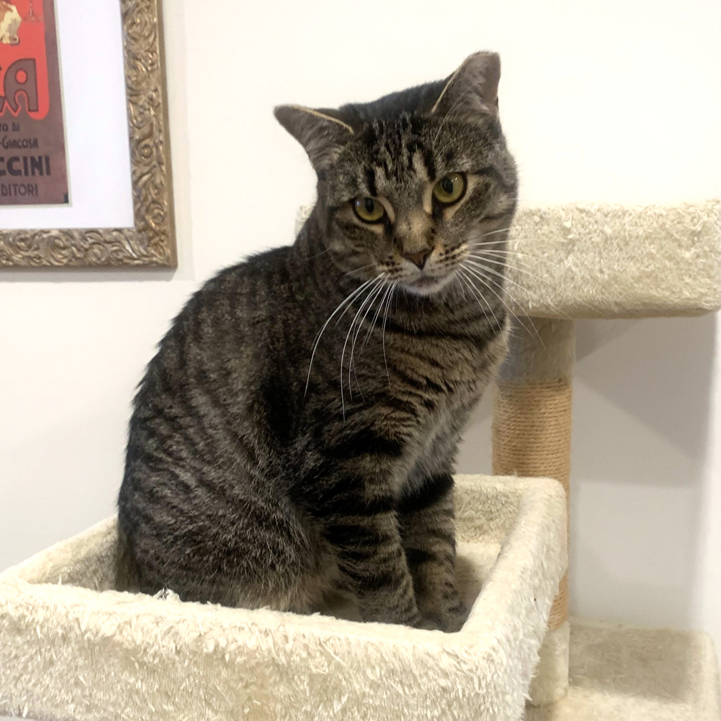 Katya, a Adoptable Tabby in Philadelphia, PA image 2/6