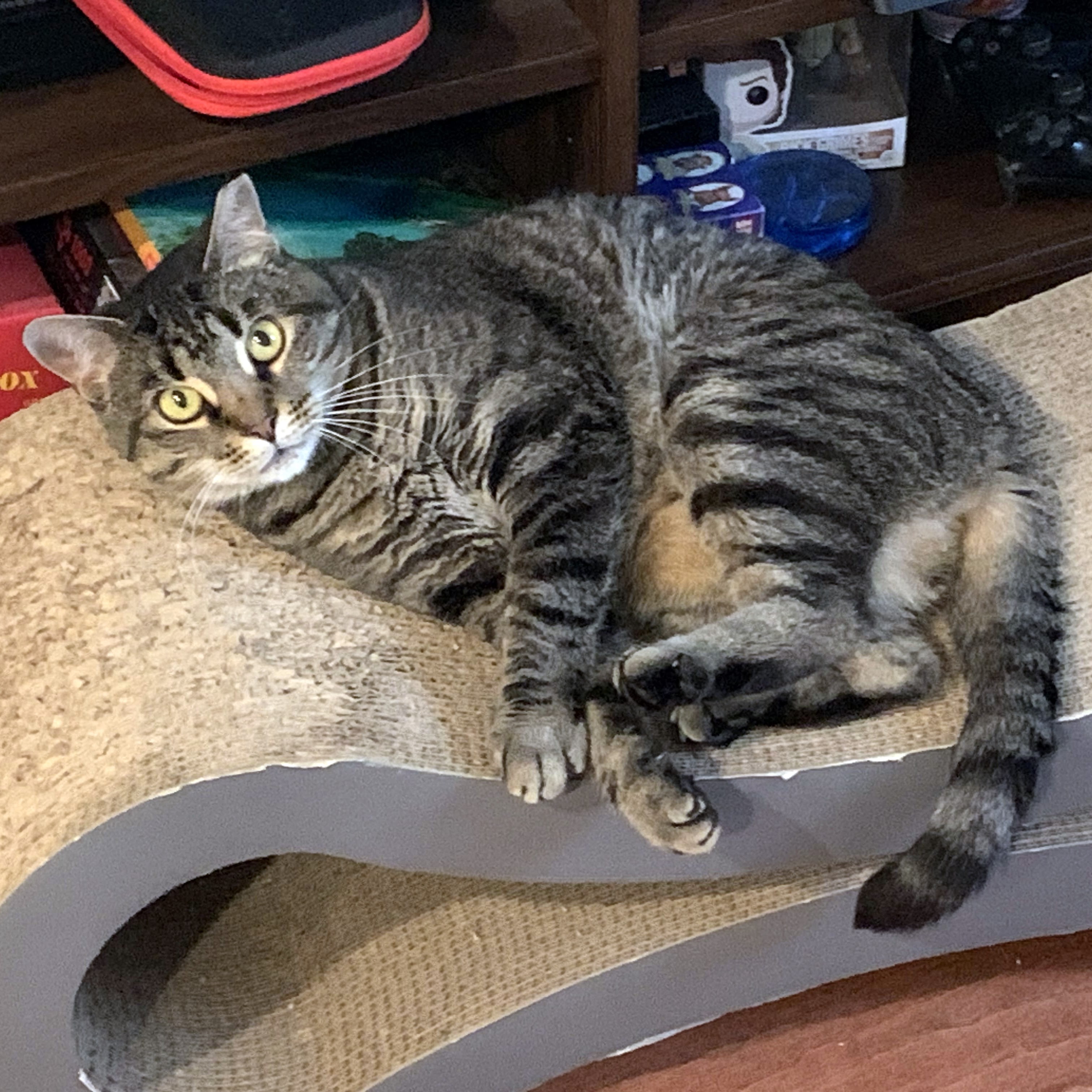 Katya, a Adoptable Tabby in Philadelphia, PA image 4/6