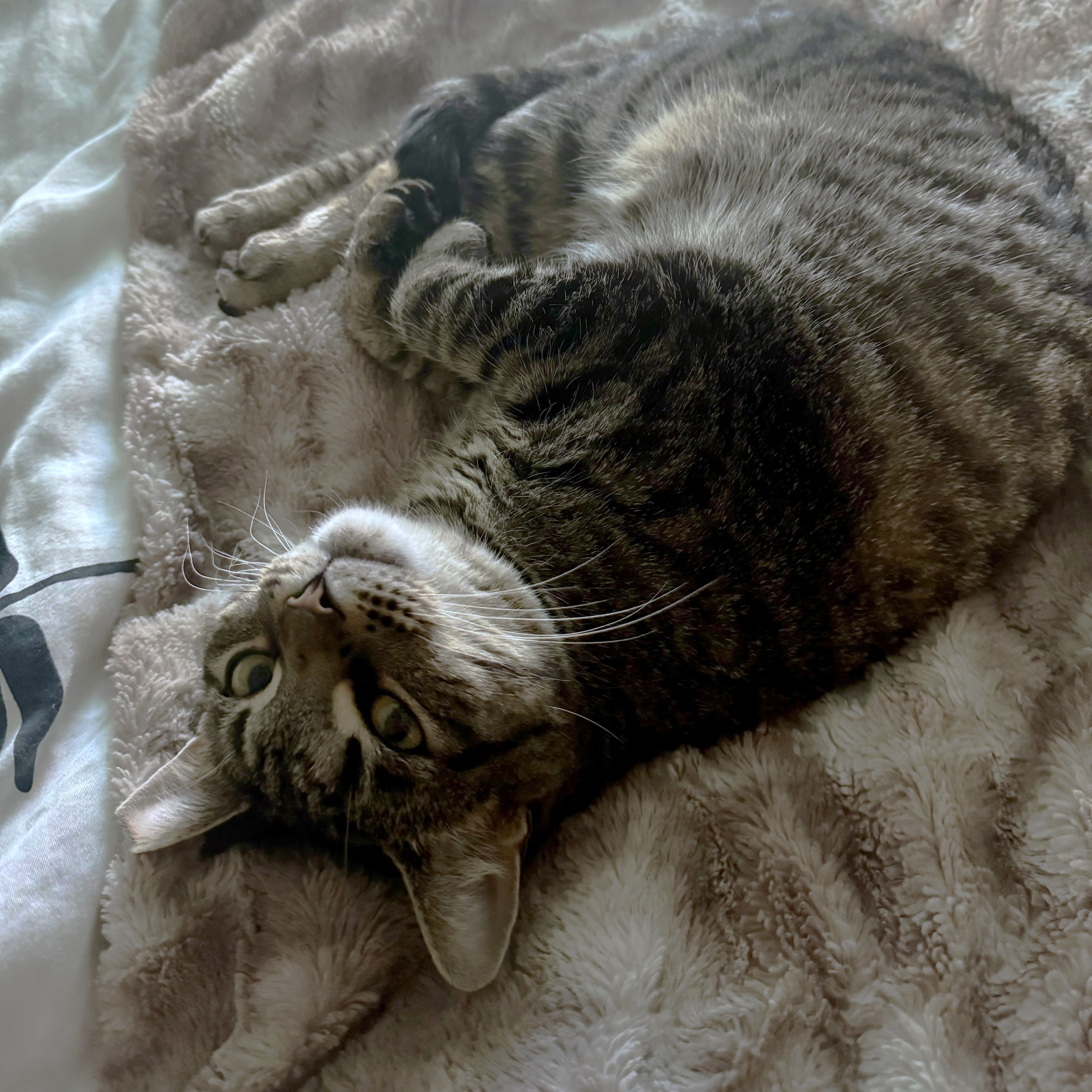 Katya, a Adoptable Tabby in Philadelphia, PA image 6/6