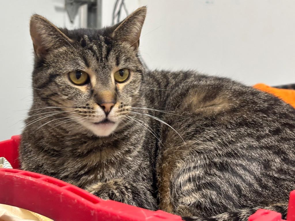 Ava, Adoptable, Young Female Tabby.