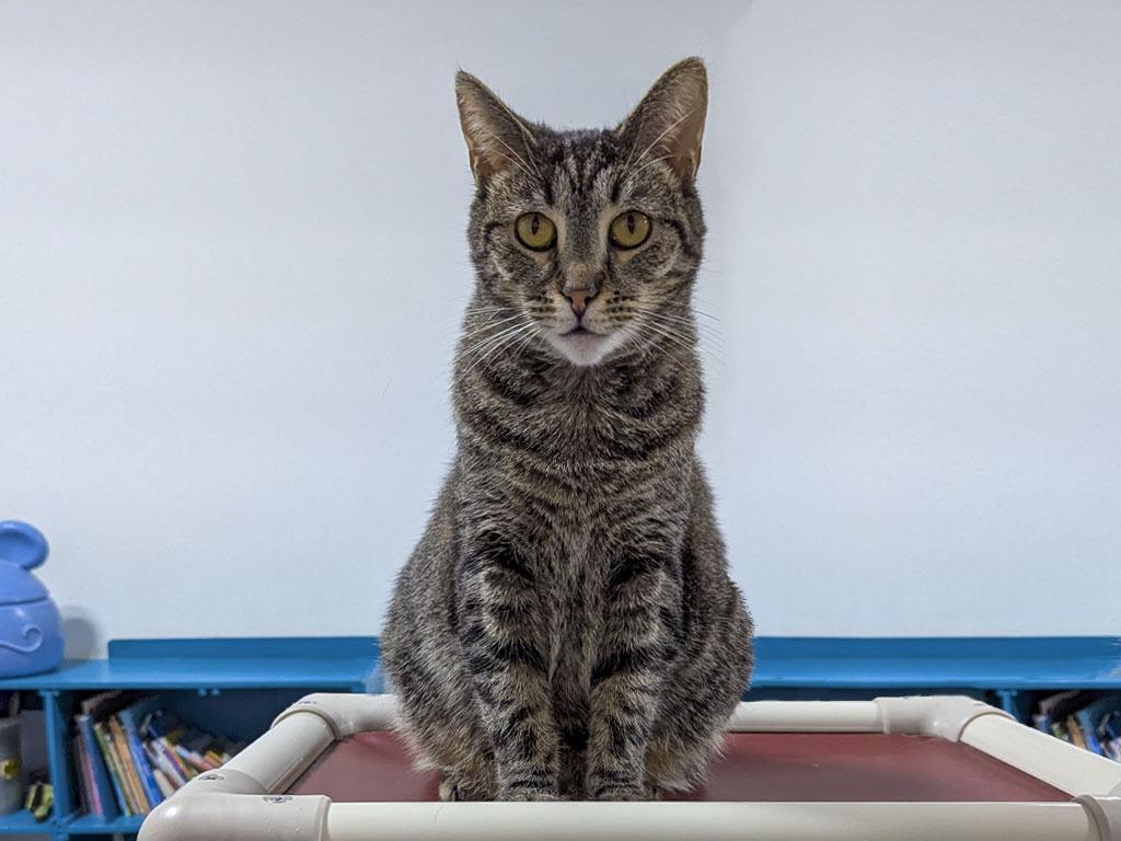 Ava, Adoptable, Young Female Tabby.