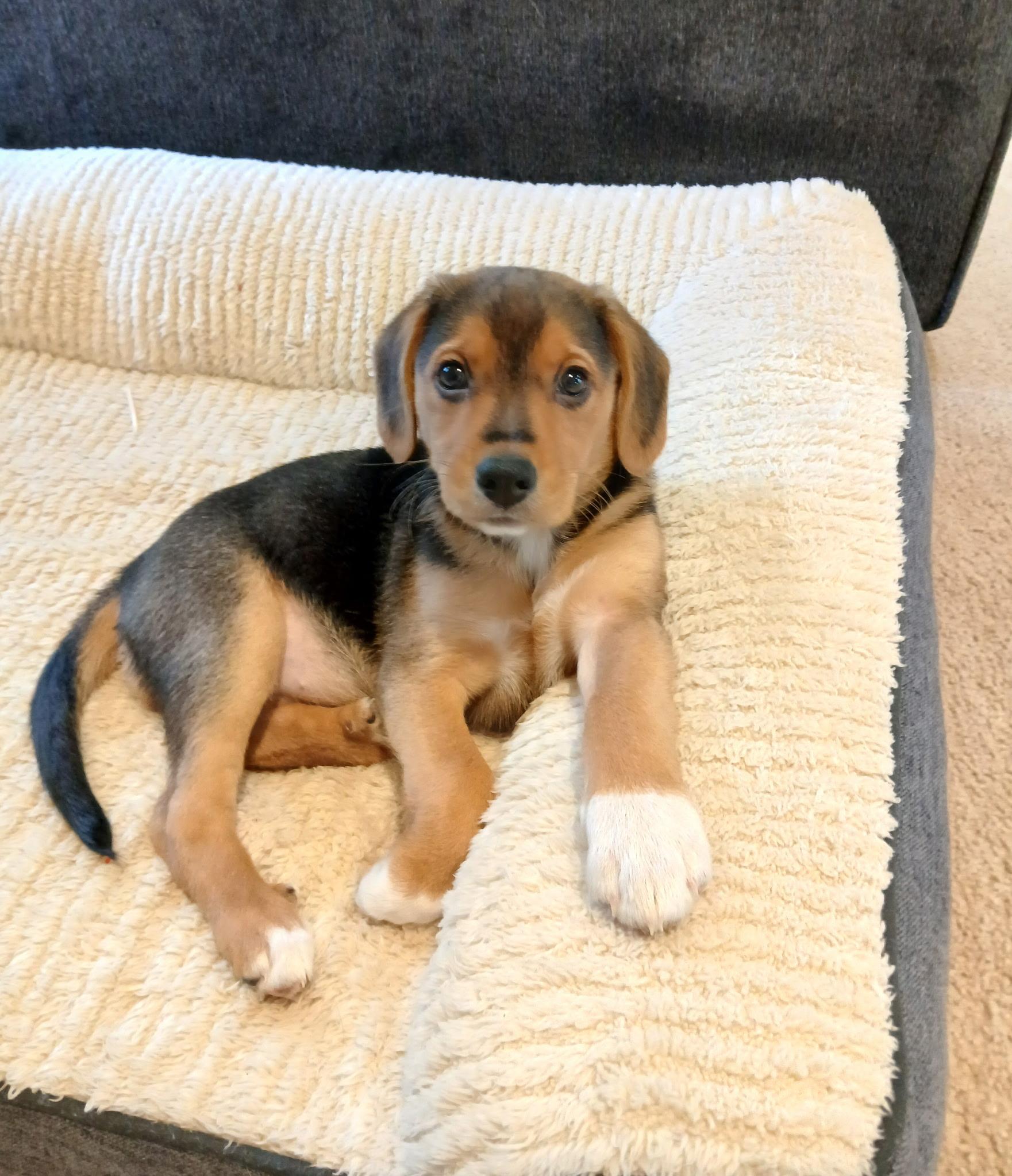 Kitt, Adoptable, Puppy Female Shepherd.