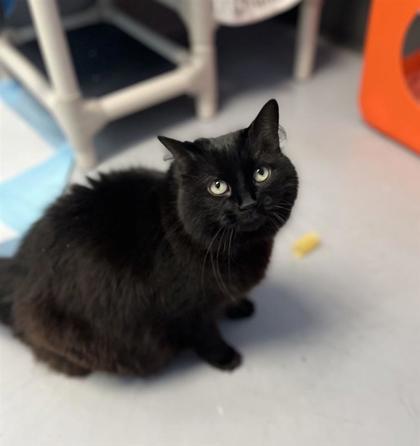 Rosie (Marina), Adoptable, Adult Female Domestic Medium Hair & Domestic Short Hair.