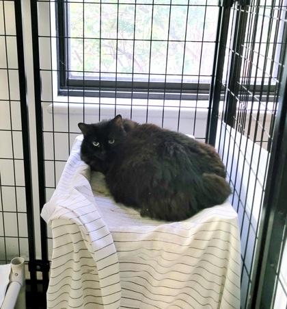 Rosie (Marina), Adoptable, Adult Female Domestic Medium Hair & Domestic Short Hair.