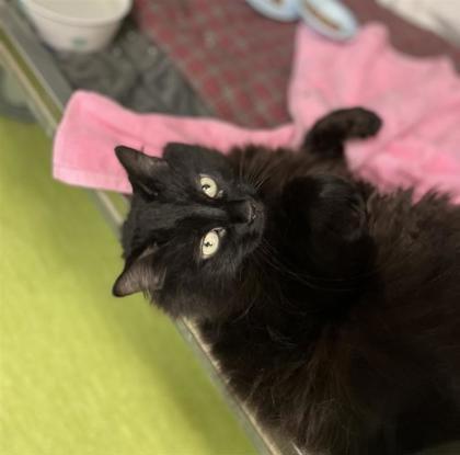 Rosie (Marina), Adoptable, Adult Female Domestic Medium Hair & Domestic Short Hair.