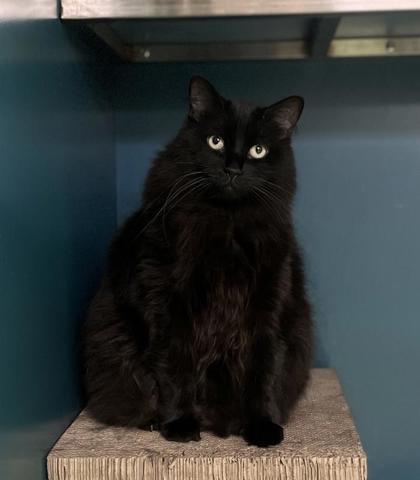 Rosie (Marina), a Adoptable mixed breed in Montreal, QC image 2/3
