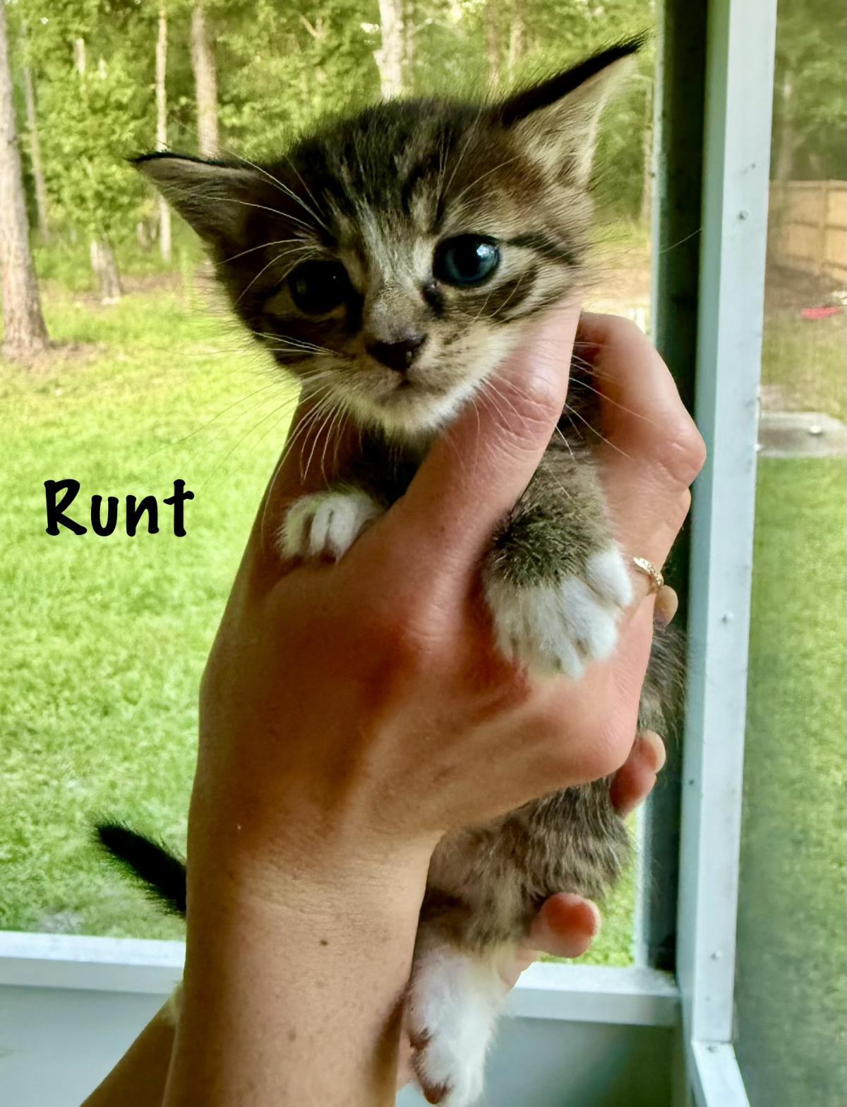 Enlarge Runt, a Adoptable mixed breed in St. Augustine, FL image 1/1