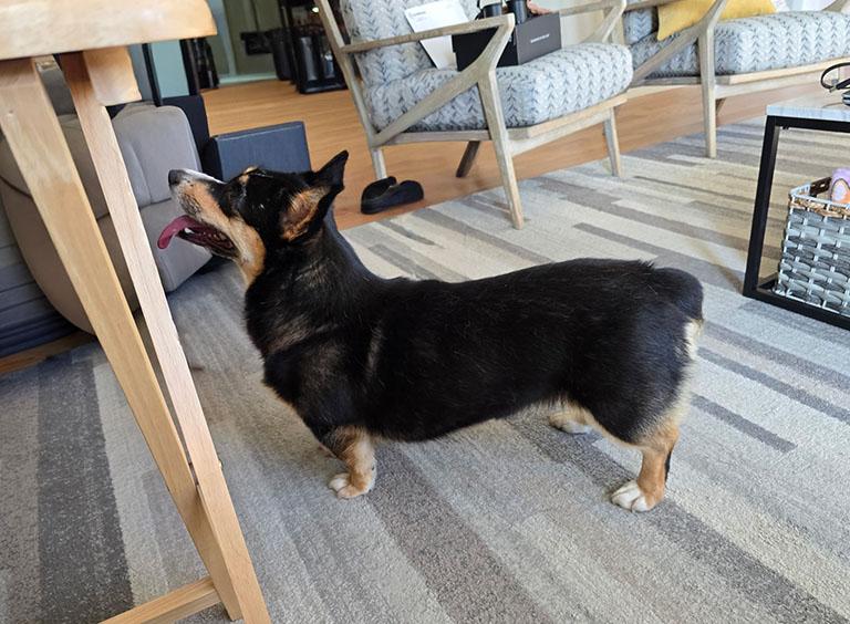 Luna, a Adopted Corgi in Chesterfield, MO image 2/5