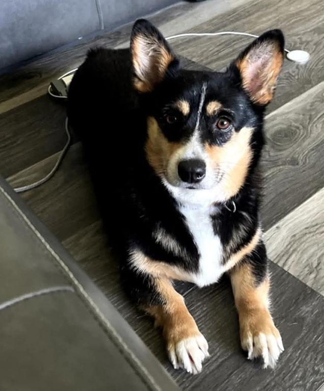 Luna, a Adopted Corgi in Chesterfield, MO image 4/5