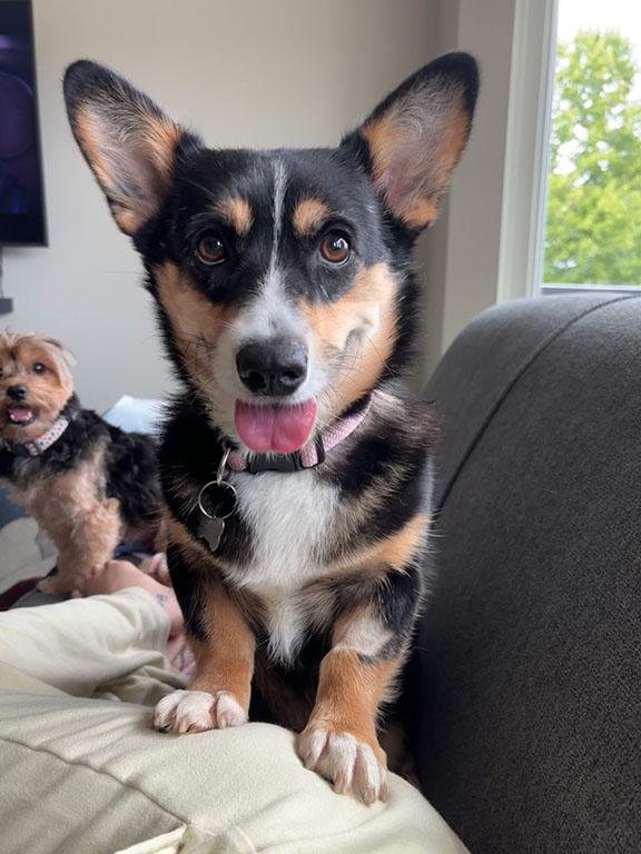 Luna, a Adopted Corgi in Chesterfield, MO image 1/5