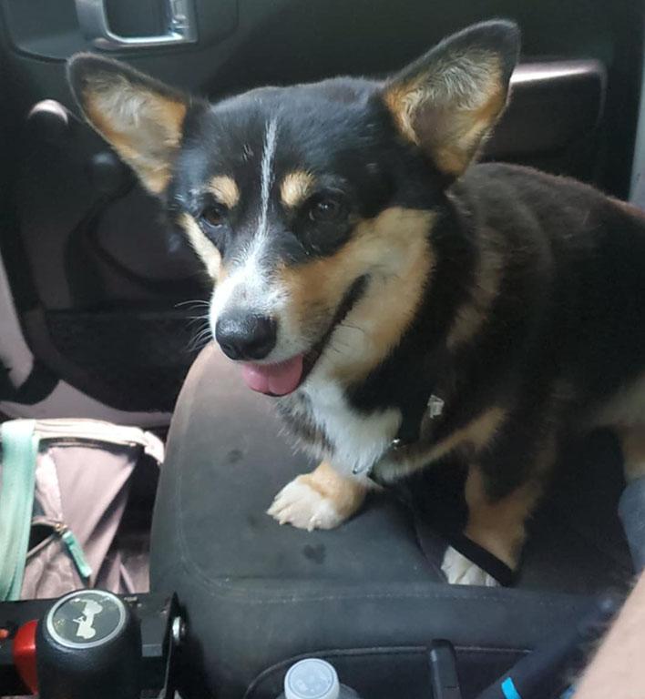 Luna, a Adopted Corgi in Chesterfield, MO image 5/5