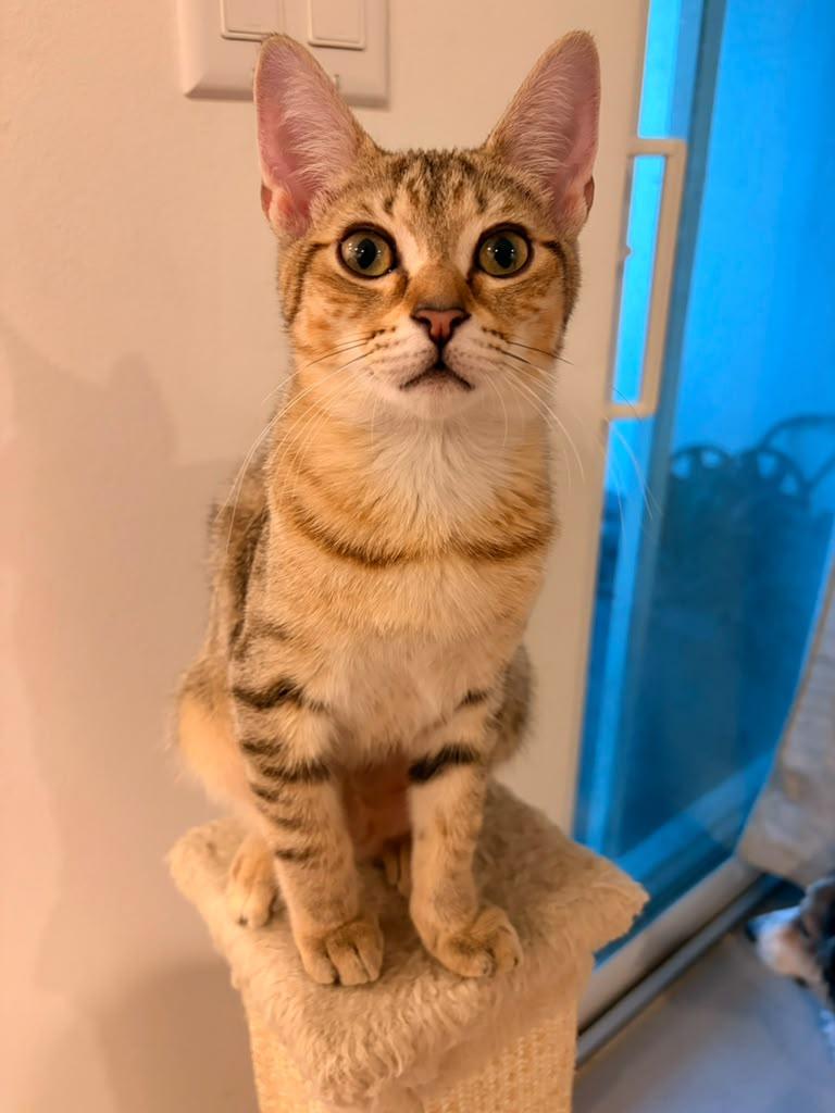 Enlarge Poppy, a Adoptable Domestic Short Hair in Jacksonville , FL image 2/4