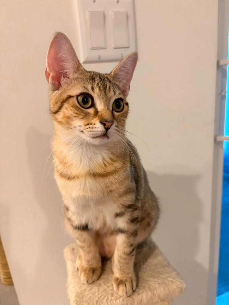 Enlarge Poppy, a Adoptable Domestic Short Hair in Jacksonville , FL image 4/4