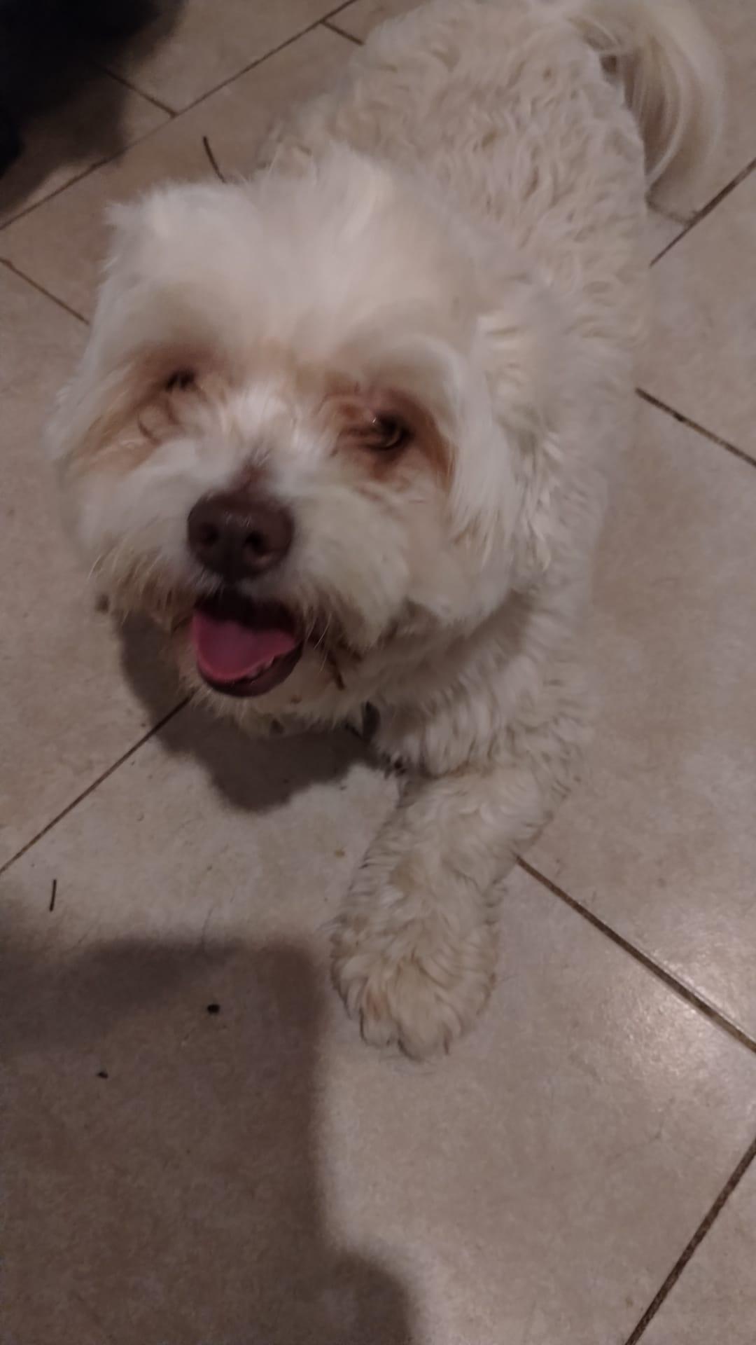 Enlarge Teddy, an adopted mixed breed in Atlanta, GA image 1/4