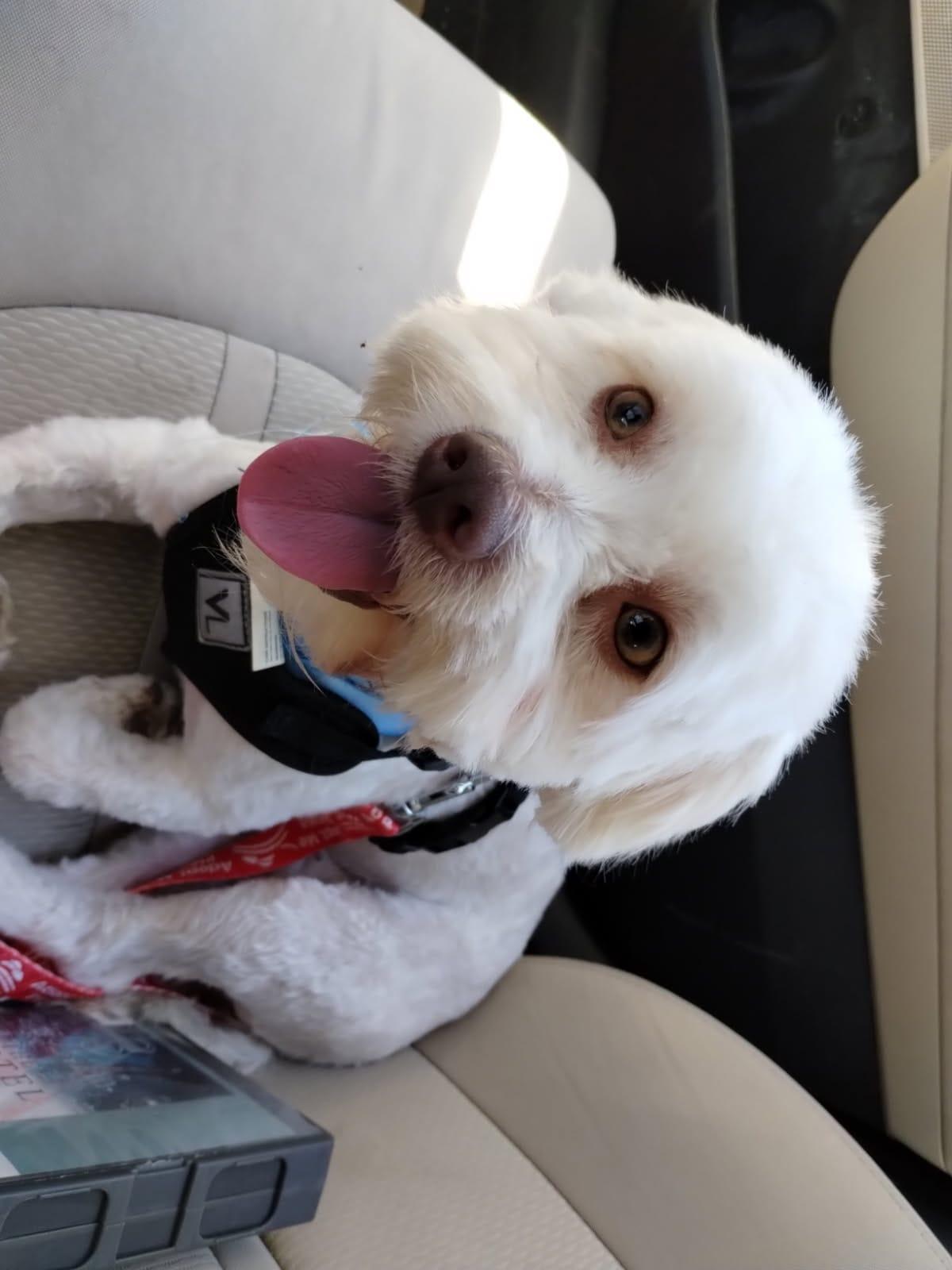 Enlarge Teddy, an adopted mixed breed in Atlanta, GA image 2/4