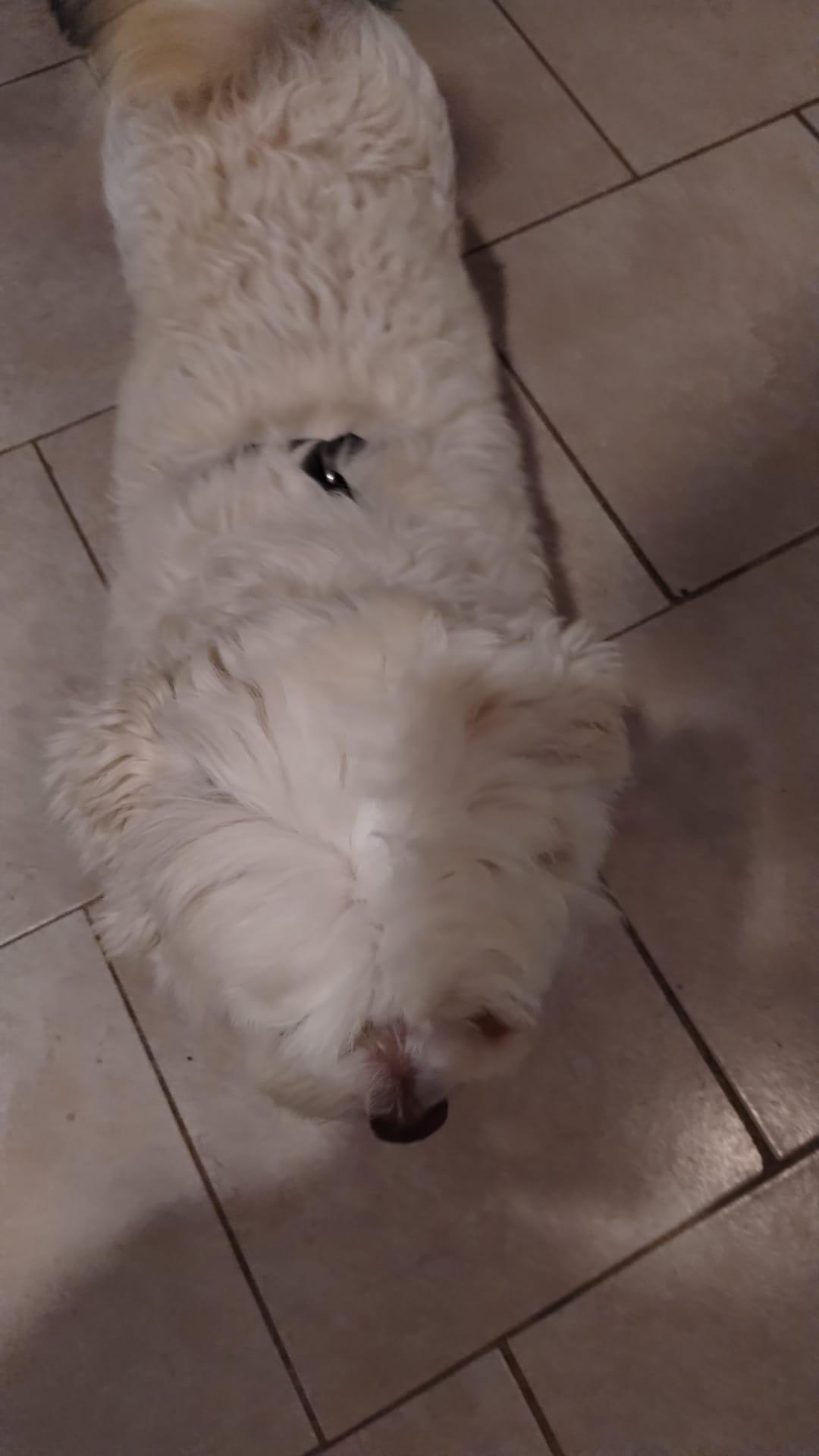 Enlarge Teddy, an adopted mixed breed in Atlanta, GA image 3/4