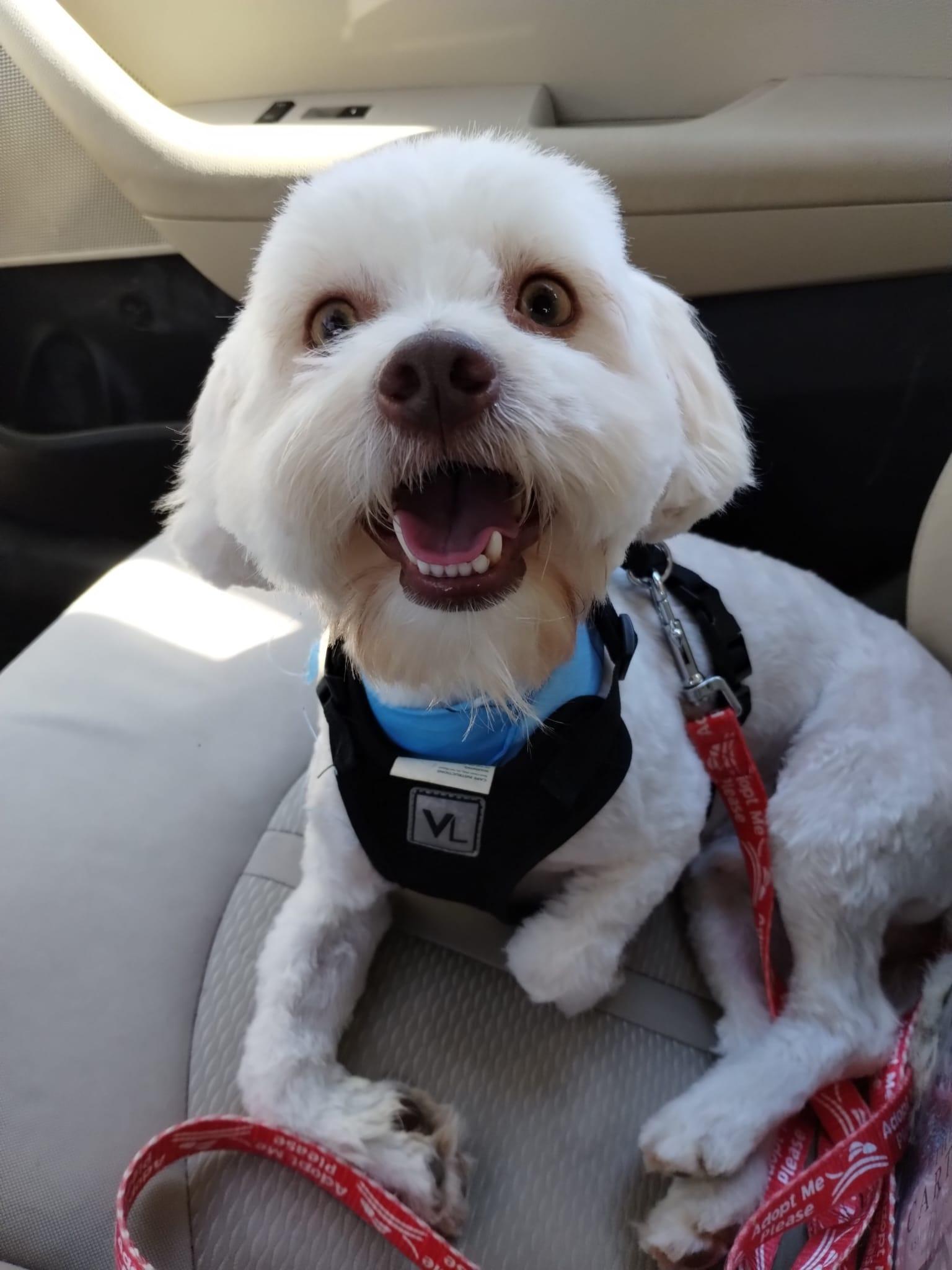 Enlarge Teddy, an adopted mixed breed in Atlanta, GA image 4/4
