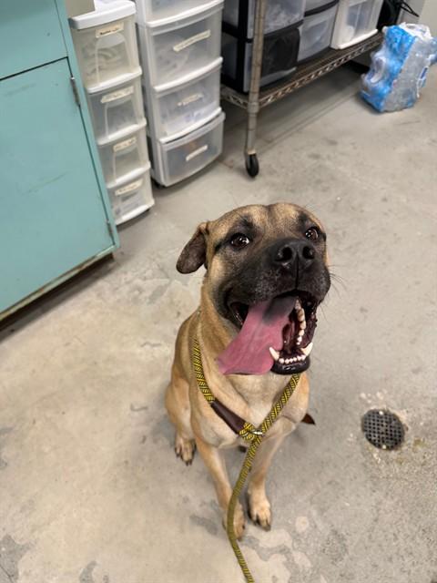 George, ADOPTABLE, Adult Male Black Mouth Cur.