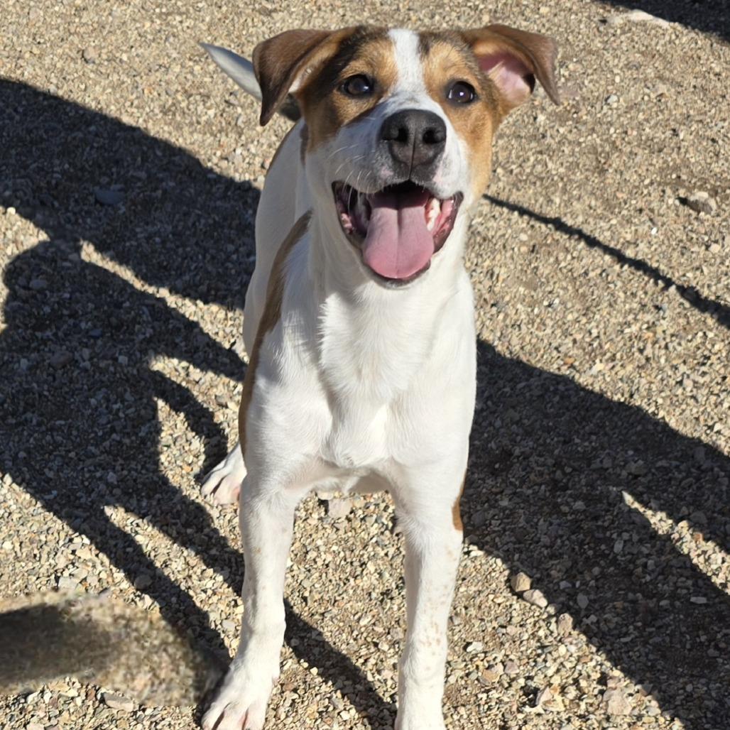 Haven, Adoptable, Young Female Mixed Breed.