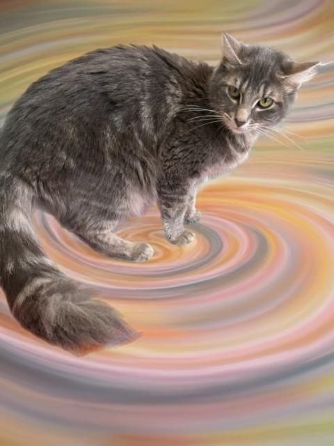 Enlarge JUDY HOPPS, a Adoptable Domestic Long Hair in Sarasota, FL image 1/1