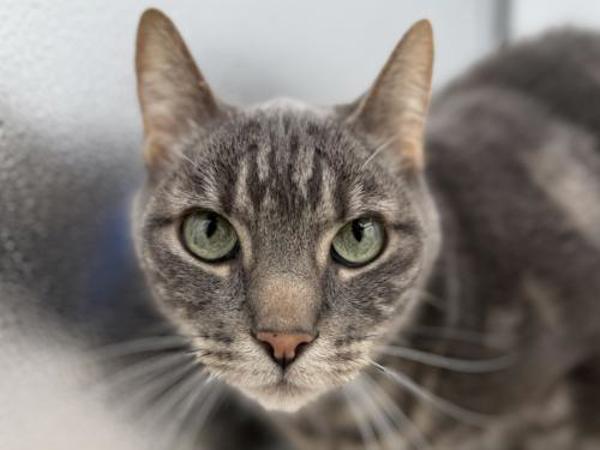 Enlarge Chico, a Adoptable mixed breed in Portland, OR image 1/1