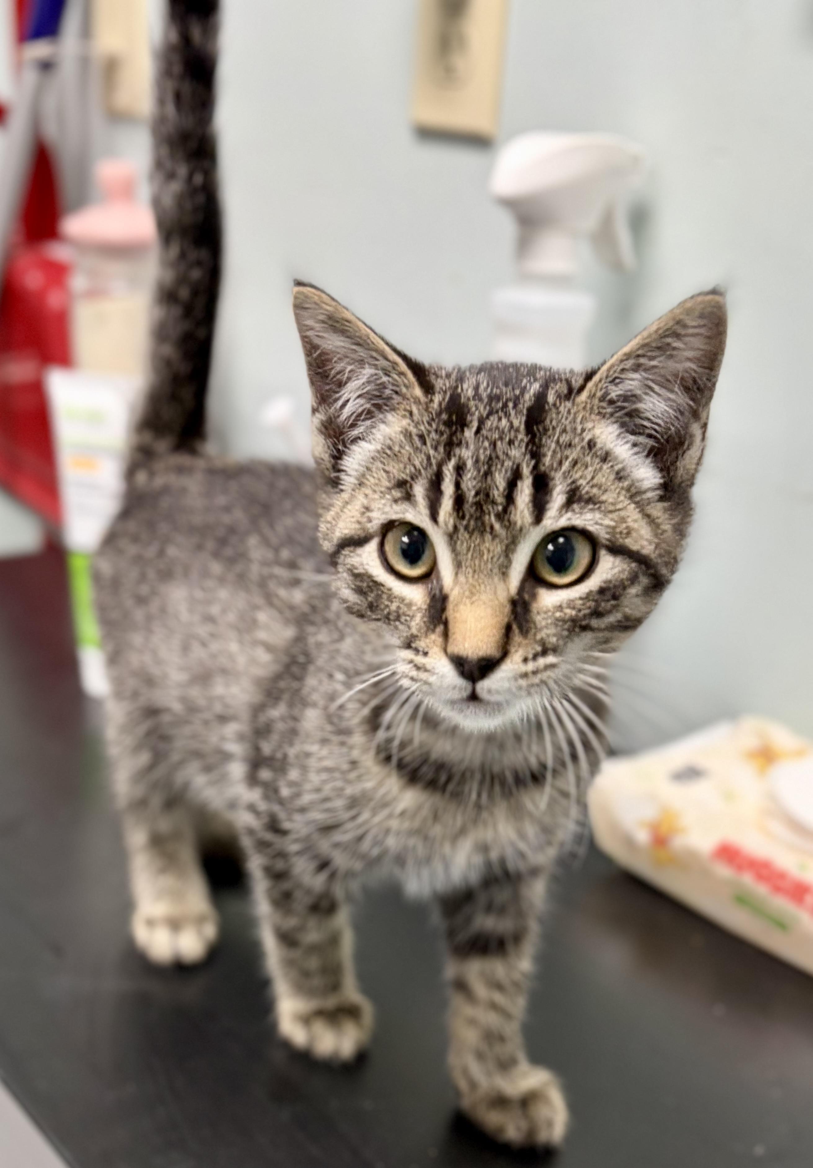 Enlarge Critic, a Adoptable Domestic Short Hair in Bardstown, KY image 2/6