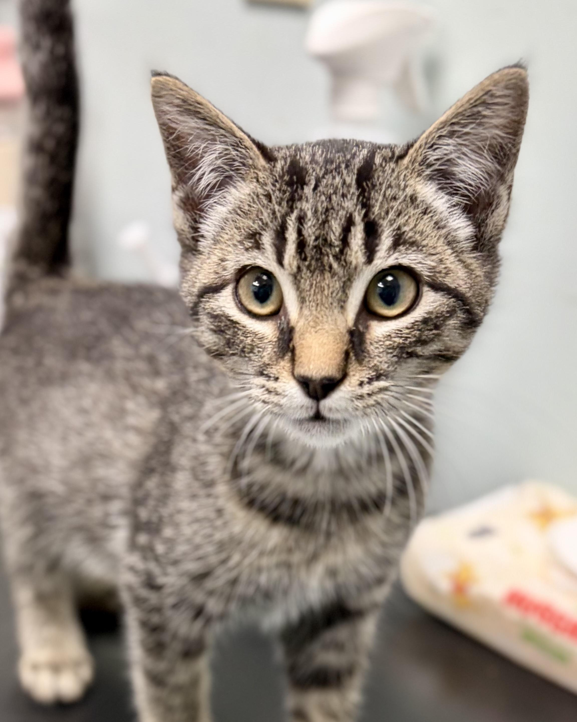Enlarge Critic, a Adoptable Domestic Short Hair in Bardstown, KY image 6/6