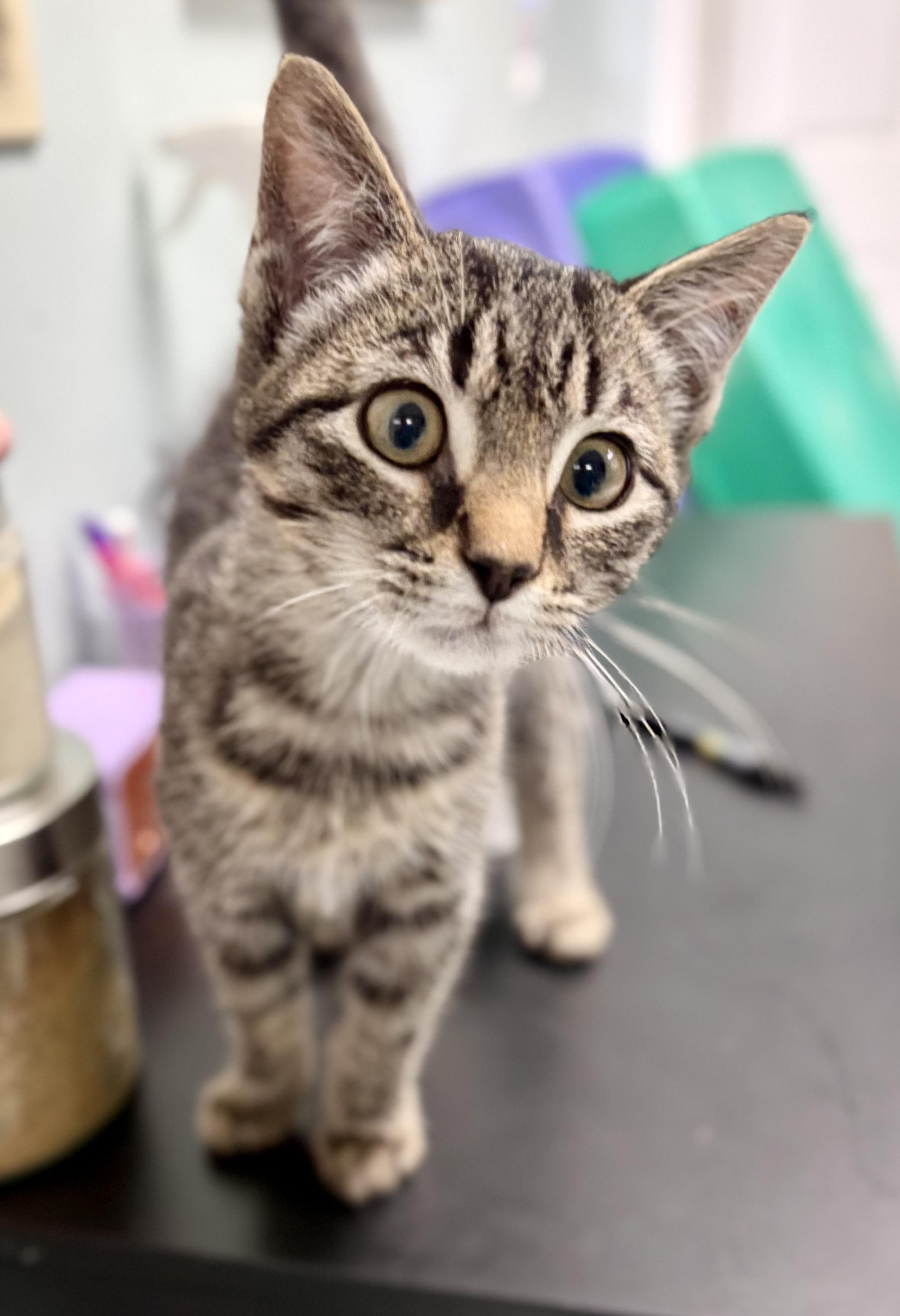 Enlarge Critic, a Adoptable Domestic Short Hair in Bardstown, KY image 4/6