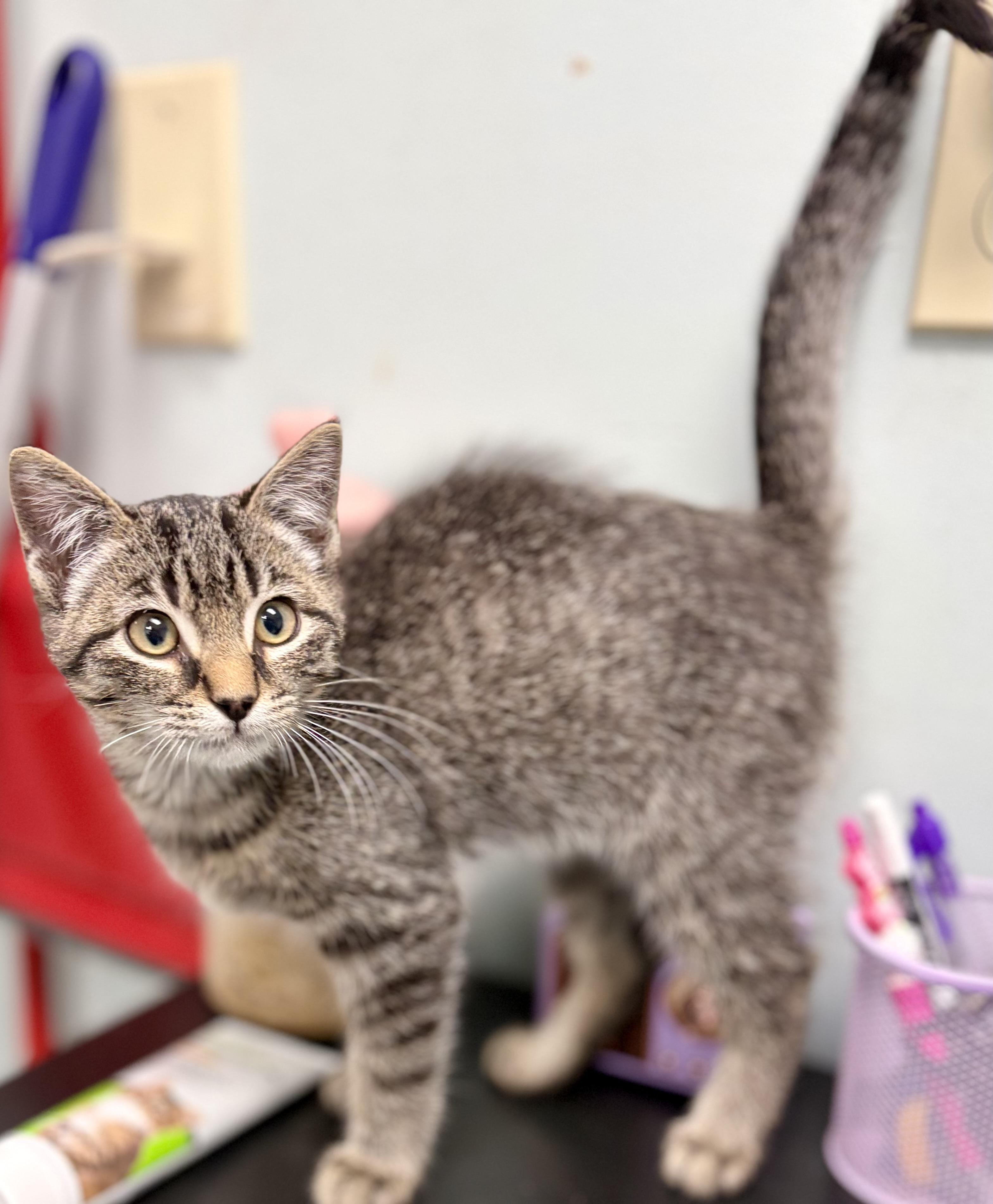 Enlarge Critic, a Adoptable Domestic Short Hair in Bardstown, KY image 5/6