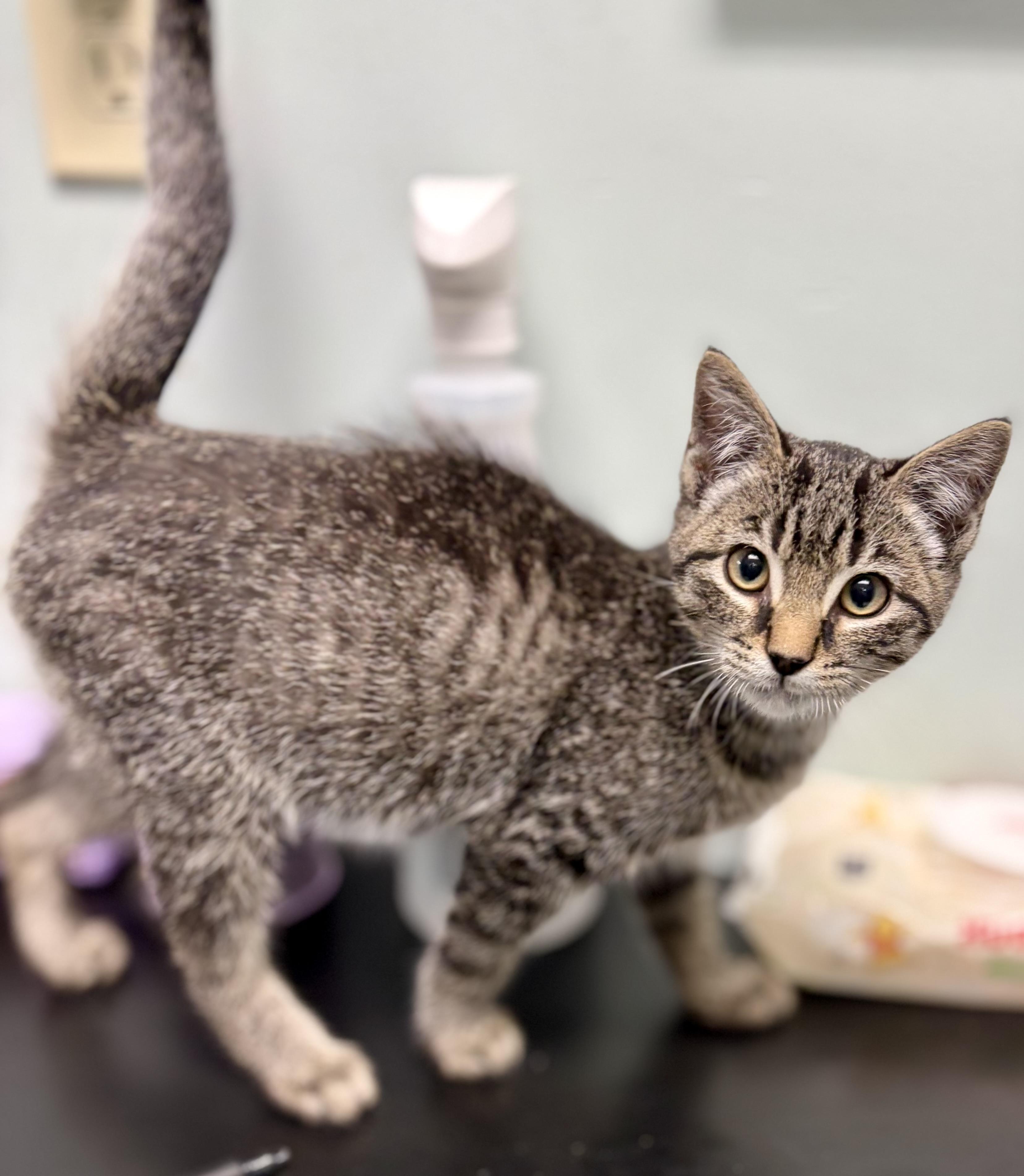 Enlarge Critic, a Adoptable Domestic Short Hair in Bardstown, KY image 3/6