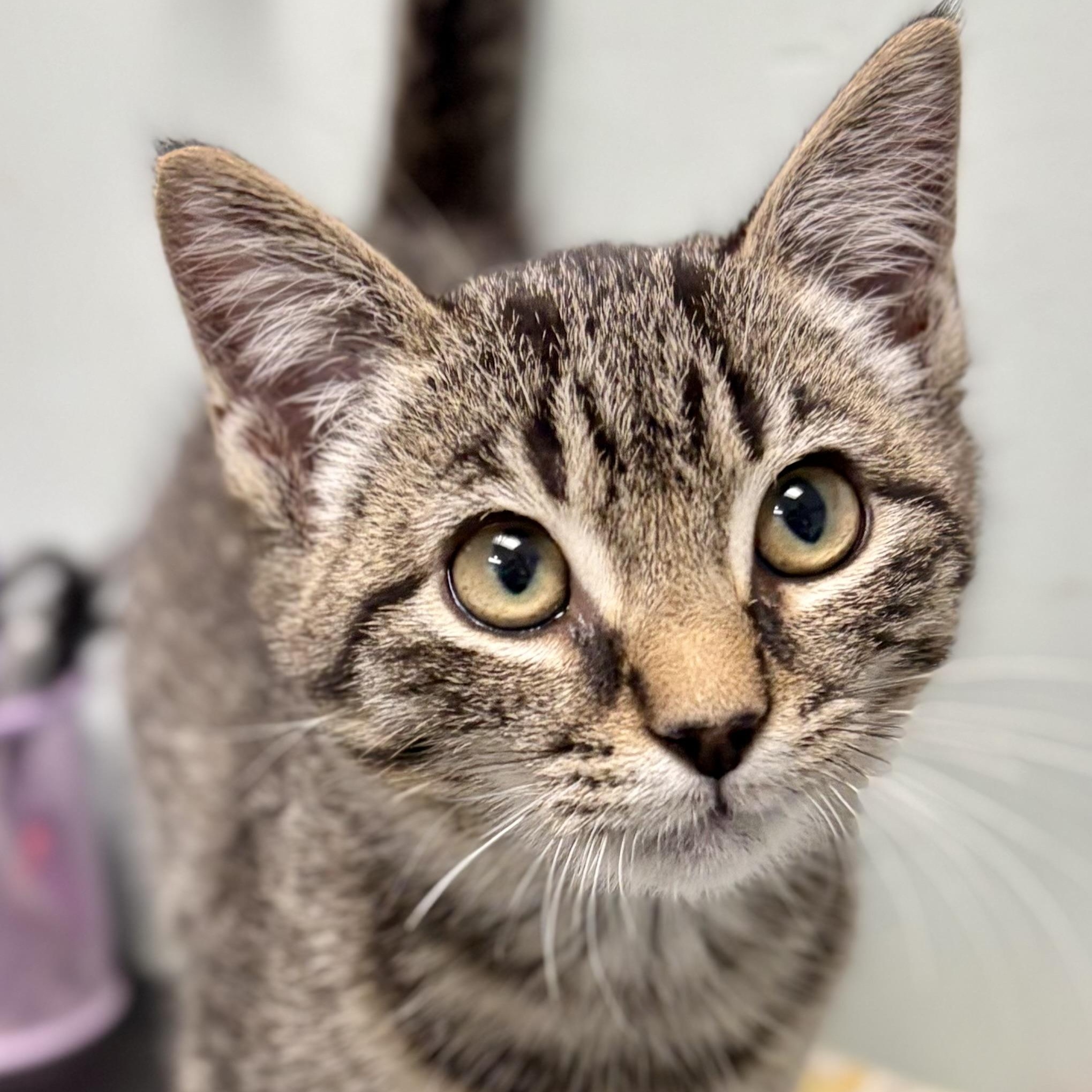 Critic, Adoptable, Kitten Male Domestic Short Hair.