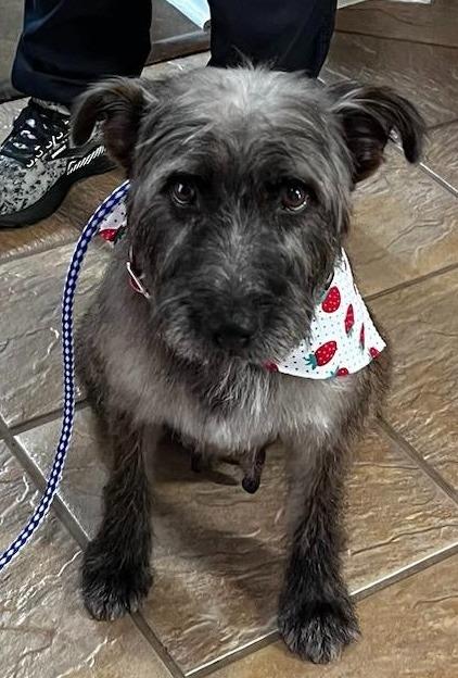 Enlarge Jade, a Adopted Terrier in Leander, TX image 1/2