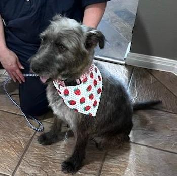 Enlarge Jade, a Adopted Terrier in Leander, TX image 2/2