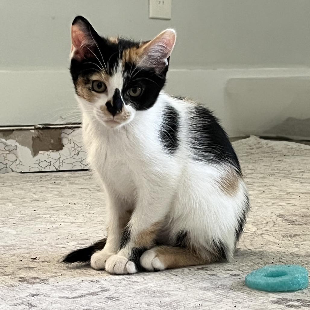 Boots, Adoptable, Young Female Domestic Short Hair.