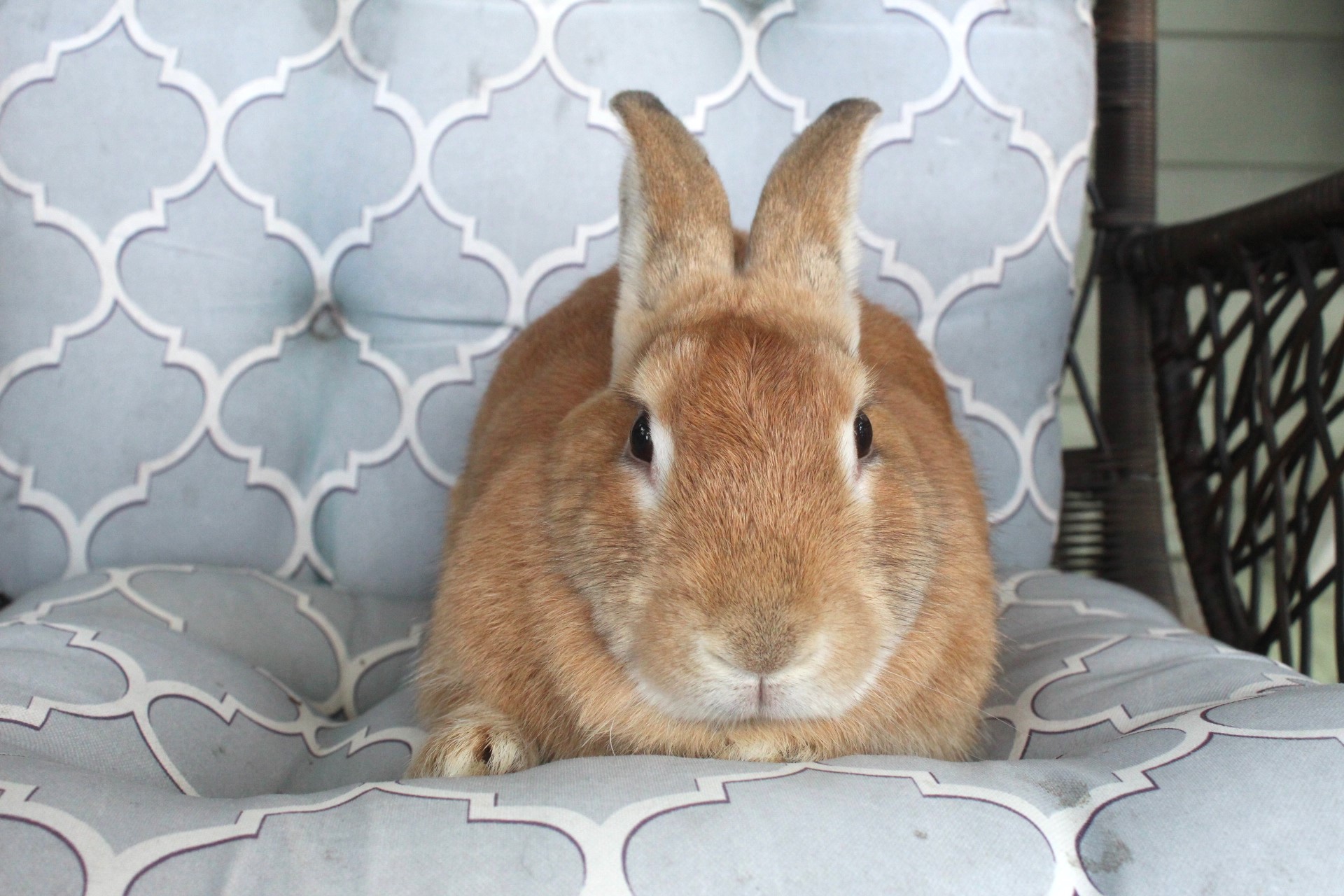 Rabbit for adoption Penny, an American in Hillside, NJ Petfinder