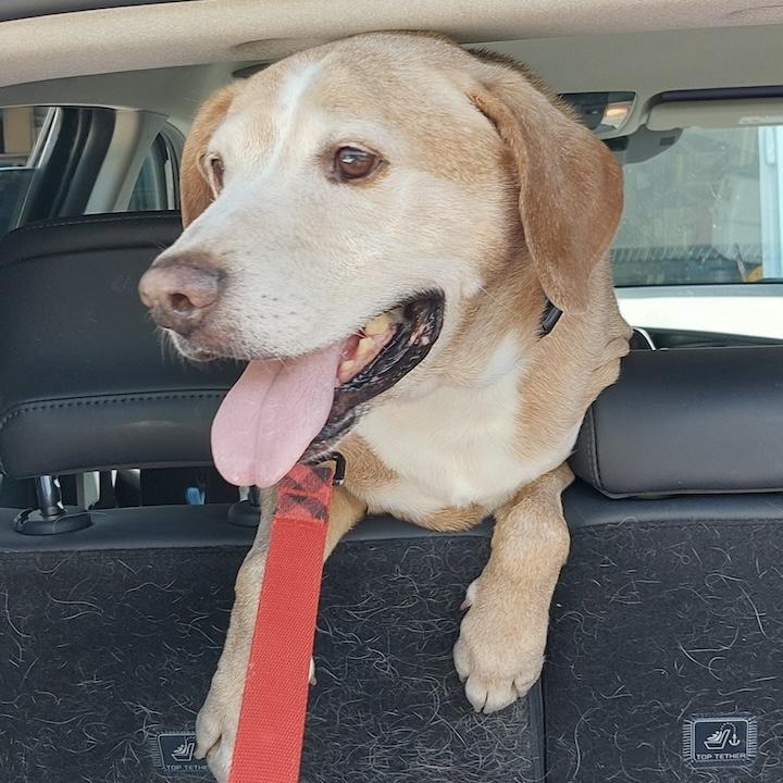 Simon