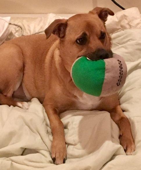 Shelby (SADIE), Adoptable, Adult Female Shepherd.