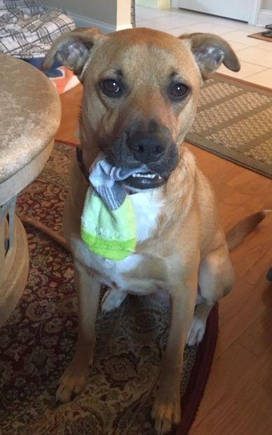 Enlarge Shelby (SADIE), a Adoptable Shepherd in Rockaway, NJ image 3/3