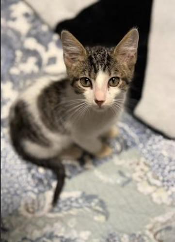 Enlarge Toad (bonded with Cappy), a Adoptable Domestic Short Hair in Sugar Land, TX image 4/5